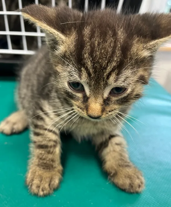 Znaleziono kota, Dobra, 25 czerwca 2025