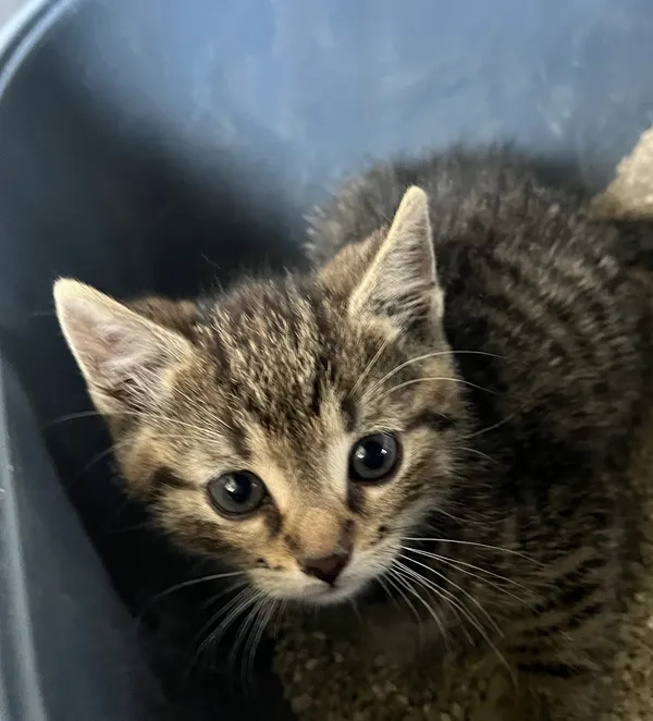 Znaleziono kota, Dobra, 24 czerwca 2025