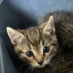 Znaleziono kota