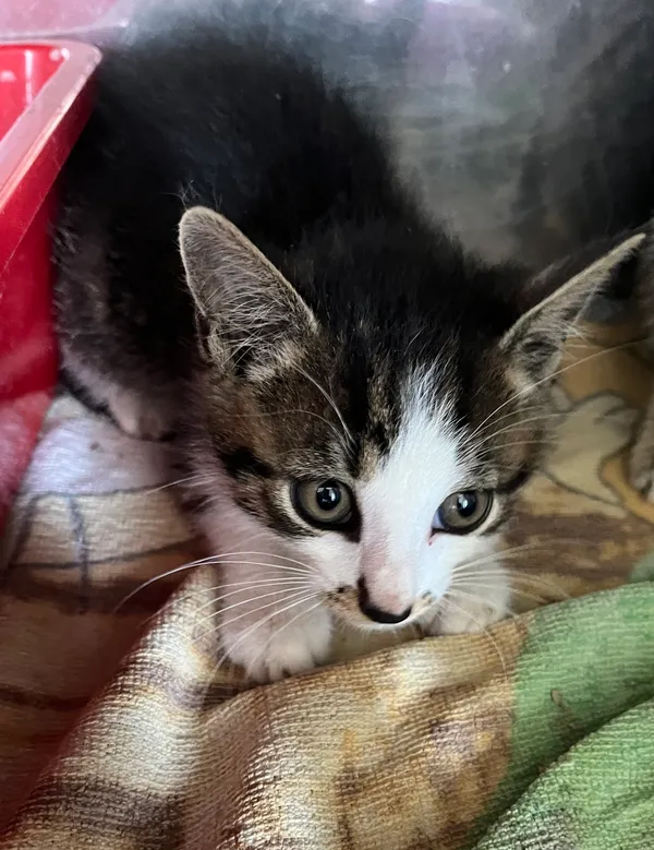 Znaleziono kota, Dobra, 24 czerwca 2025