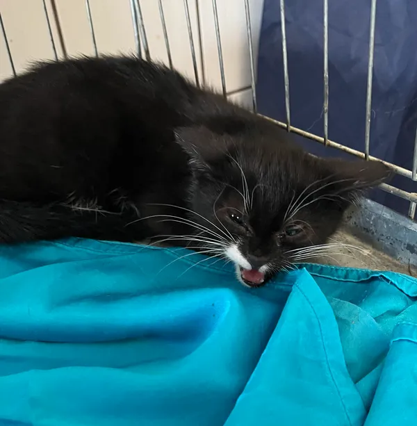 Znaleziono kota, Dobra, 23 czerwca 2025