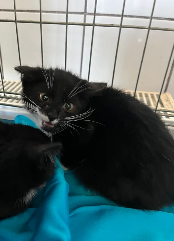 Znaleziono kota, Dobra, 23 czerwca 2025