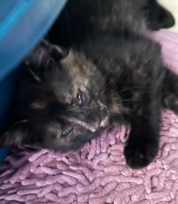 Znaleziono kota, Dobra, 23 czerwca 2025