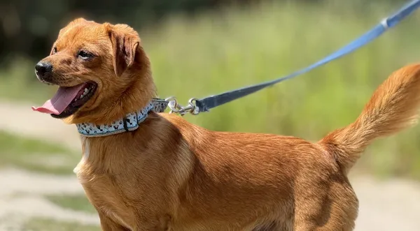 Pies do adopcji, Pieczyska, 26 czerwca 2025 (1/5)