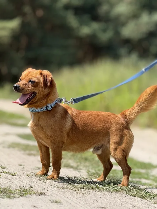 Pies do adopcji, Pieczyska, 26 czerwca 2025 (2/5)