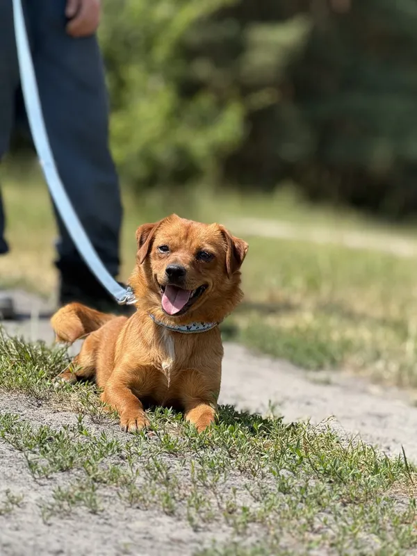 Pies do adopcji, Pieczyska, 26 czerwca 2025 (5/5)