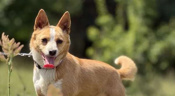 Pies do adopcji, Pieczyska, 26 czerwca 2025 (1/5)