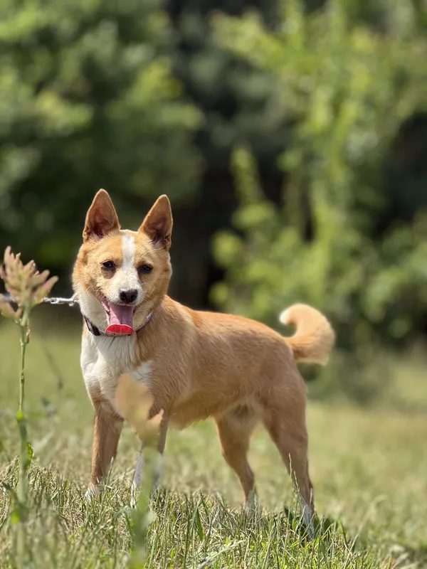 Pies do adopcji, Pieczyska, 26 czerwca 2025 (2/5)