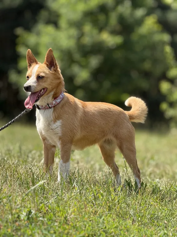 Pies do adopcji, Pieczyska, 26 czerwca 2025 (5/5)