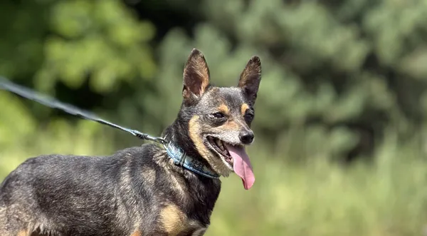 Pies do adopcji, Pieczyska, 26 czerwca 2025 (1/5)