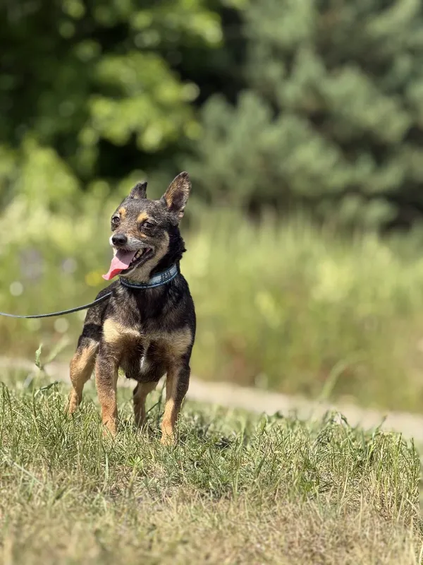 Pies do adopcji, Pieczyska, 26 czerwca 2025 (3/5)