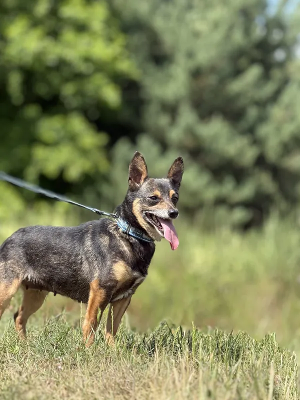 Pies do adopcji, Pieczyska, 26 czerwca 2025 (4/5)