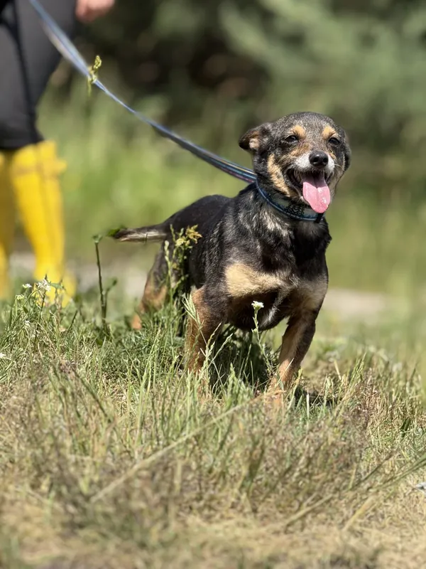 Pies do adopcji, Pieczyska, 26 czerwca 2025 (5/5)