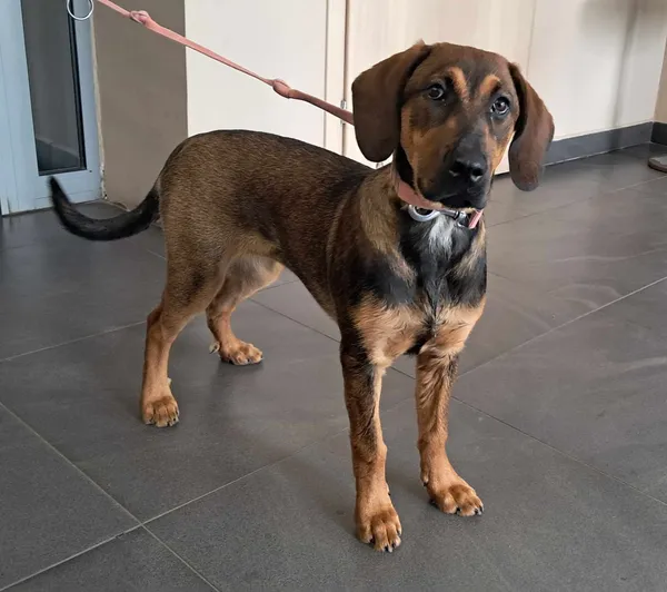 Pies do adopcji, Olsztyn, 10 czerwca 2025