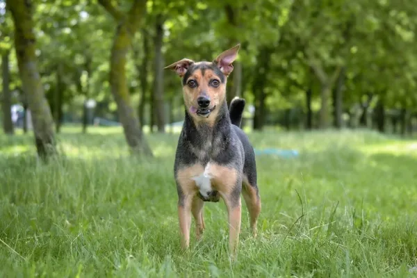 Pies do adopcji, Radom, 26 czerwca 2025 (2/5)