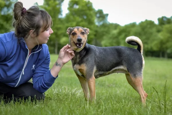 Pies do adopcji, Radom, 26 czerwca 2025 (5/5)