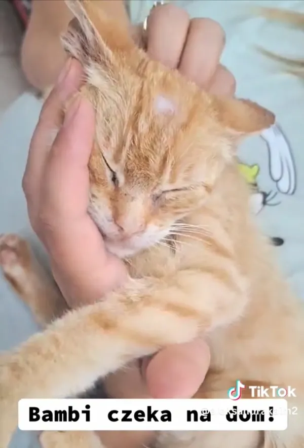 Kot do adopcji, Radom, 25 czerwca 2025