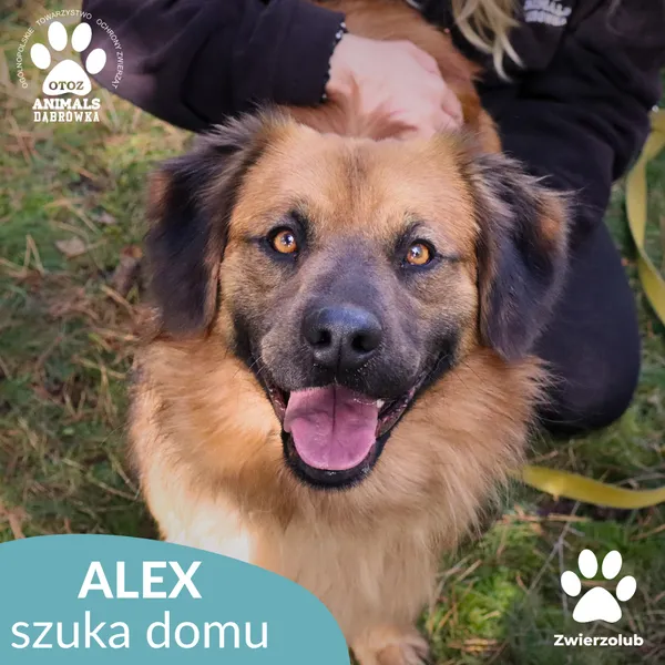 Pies do adopcji, Dąbrówka, 13 października 2025 (1/4)