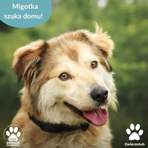 Pies do adopcji, Dąbrówka, 25 czerwca 2025 (1/5)