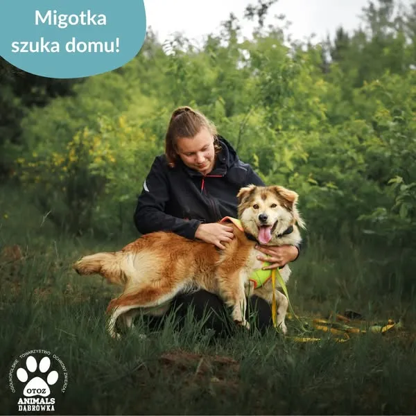 Pies do adopcji, Dąbrówka, 25 czerwca 2025 (3/5)