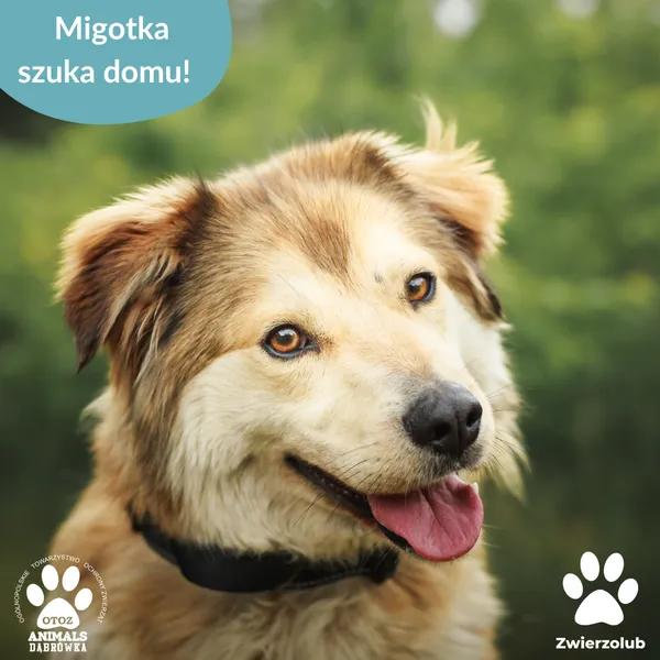 Pies do adopcji, Dąbrówka, 25 czerwca 2025 (5/5)