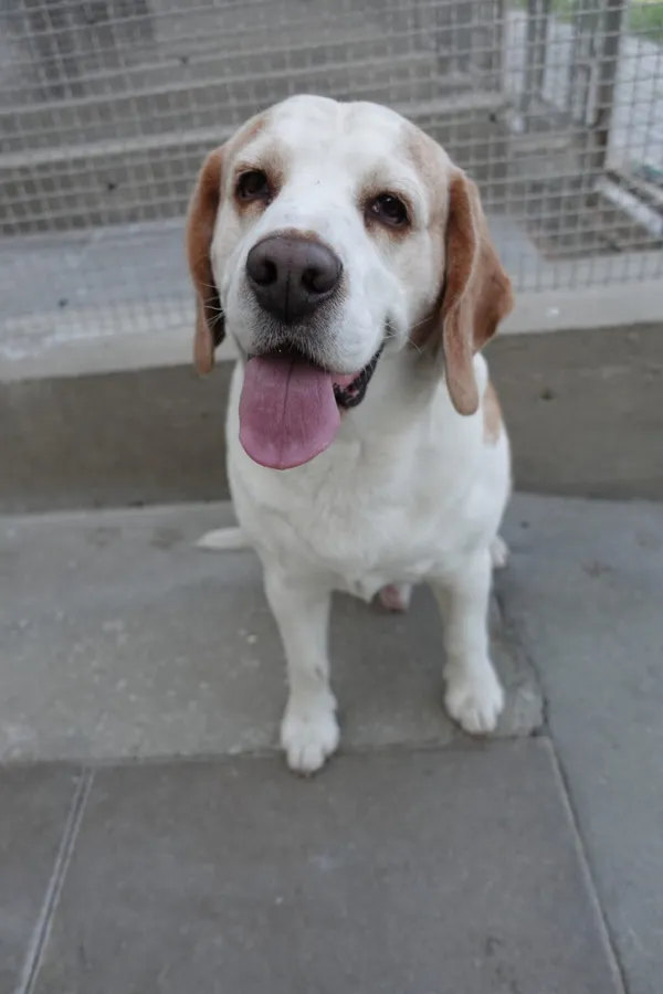 Znaleziono psa, Gdańsk, 26 czerwca 2025