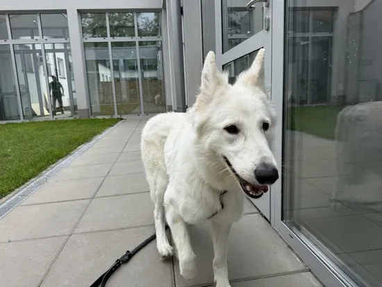 Pies do adopcji, Kraków, 11 czerwca 2025