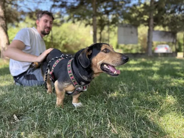 Pies do adopcji, Kraków, 12 czerwca 2025 (1/5)