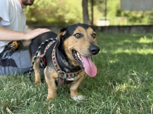 Pies do adopcji, Kraków, 12 czerwca 2025 (2/5)