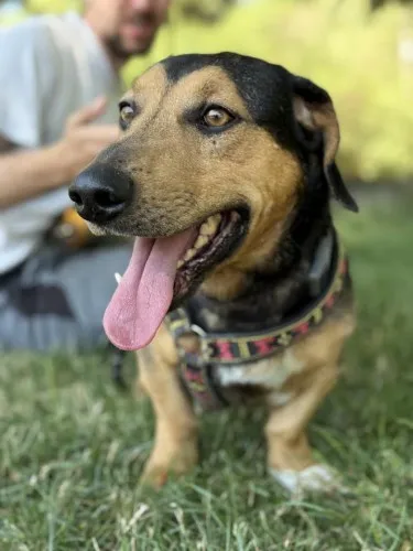 Pies do adopcji, Kraków, 12 czerwca 2025 (3/5)