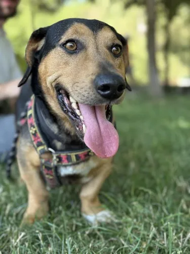 Pies do adopcji, Kraków, 12 czerwca 2025 (4/5)