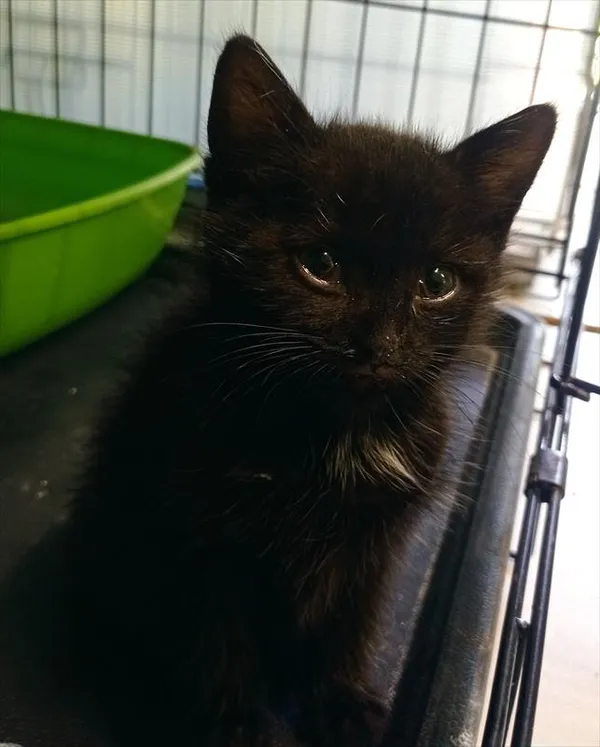 Znaleziono kota, Racibórz, 24 czerwca 2025