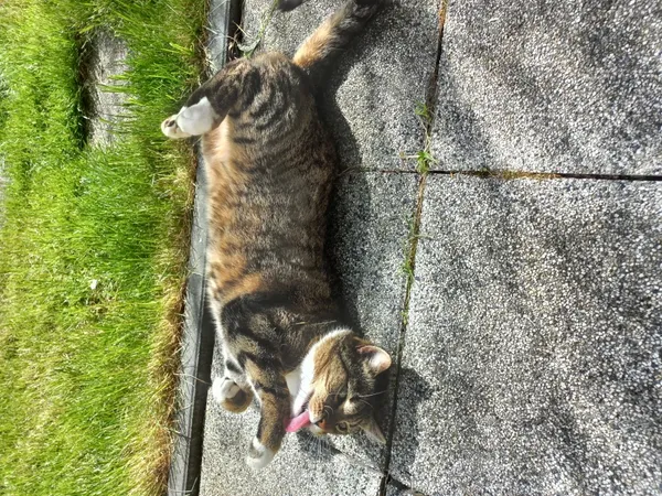 Zaginął kot, Łódź, 26 czerwca 2025