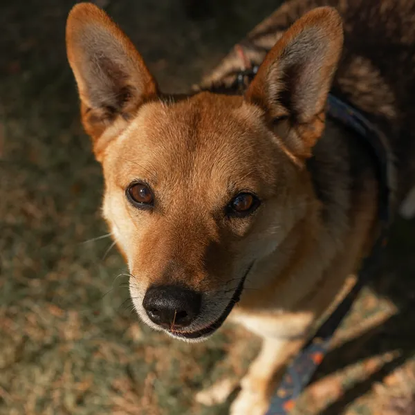 Pies do adopcji, Sosnowice, 7 marca 2025 (1/3)