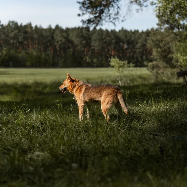 Pies do adopcji, Sosnowice, 7 marca 2025 (2/3)