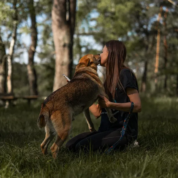 Pies do adopcji, Sosnowice, 7 marca 2025 (3/3)