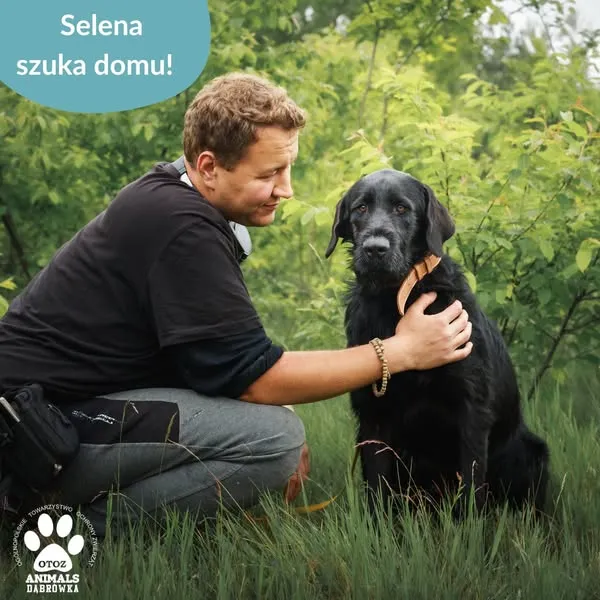 Pies do adopcji, Dąbrówka, 27 czerwca 2025 (2/5)