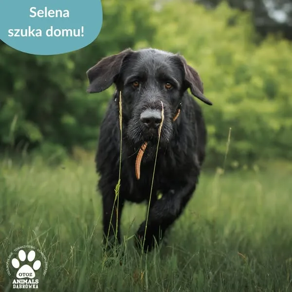 Pies do adopcji, Dąbrówka, 27 czerwca 2025 (3/5)