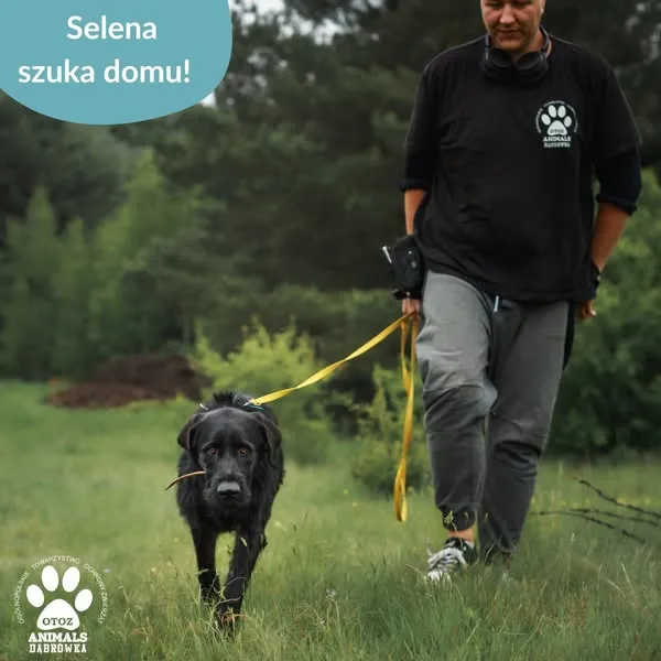 Pies do adopcji, Dąbrówka, 27 czerwca 2025 (4/5)