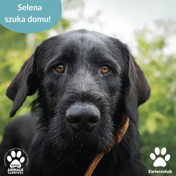 Pies do adopcji, Dąbrówka, 27 czerwca 2025 (5/5)