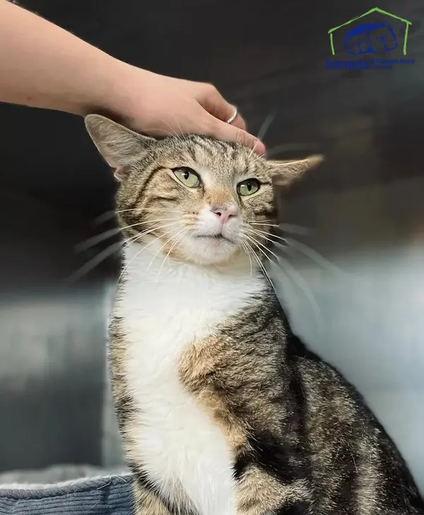 Znaleziono kota, Szczecin, 26 czerwca 2025 (1/2)