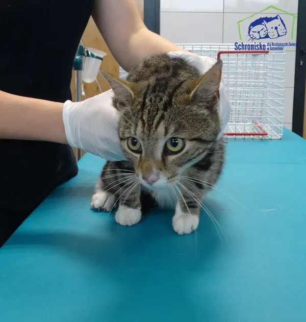 Znaleziono kota, Szczecin, 26 czerwca 2025 (2/2)