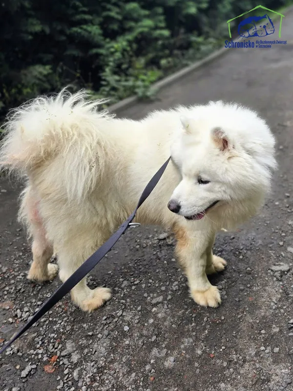 Znaleziono psa, Szczecin, 27 czerwca 2025 (1/5)