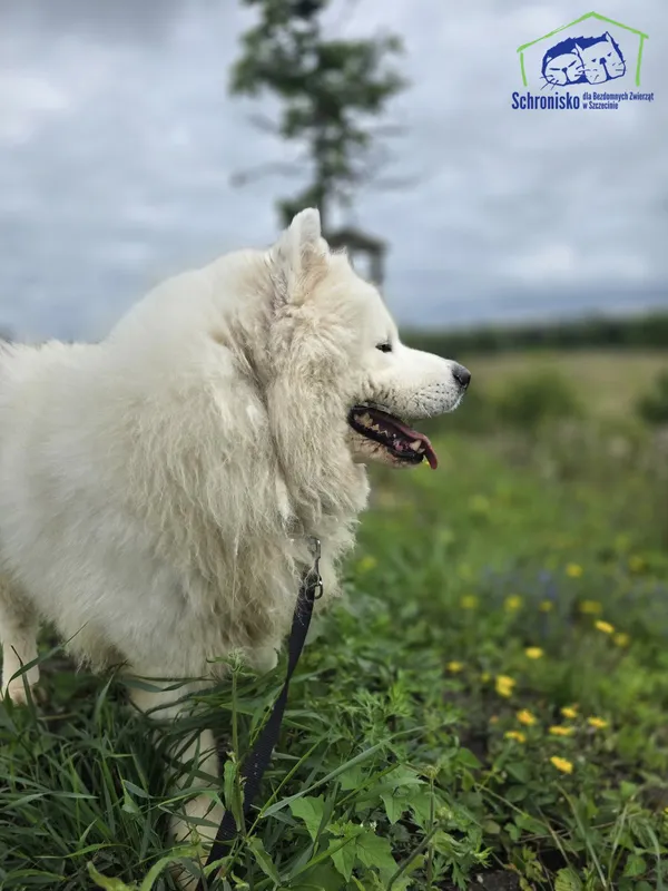 Znaleziono psa, Szczecin, 27 czerwca 2025 (3/5)