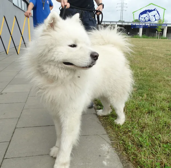 Znaleziono psa, Szczecin, 27 czerwca 2025 (5/5)