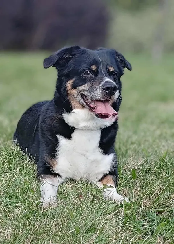 Znaleziono psa, Lublin, 26 czerwca 2025