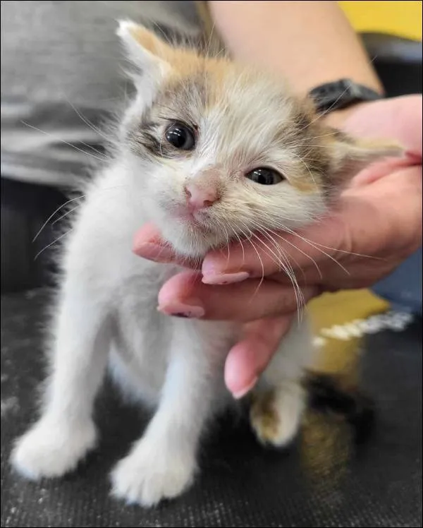 Znaleziono kota, Grudziądz, 27 czerwca 2025