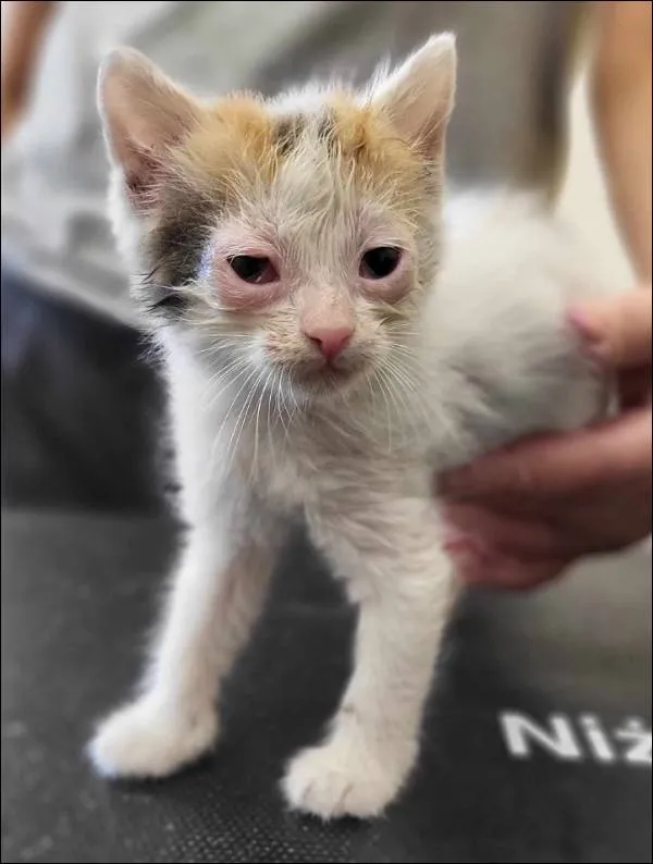 Znaleziono kota, Grudziądz, 27 czerwca 2025