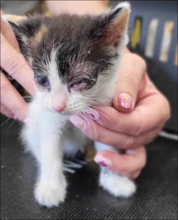 Znaleziono kota, Grudziądz, 27 czerwca 2025