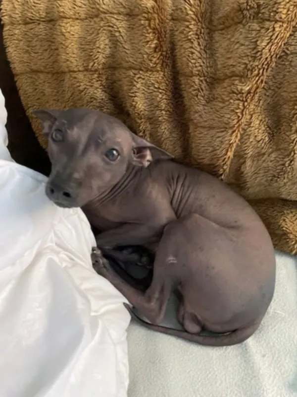 Zaginął pies, Łódź, 27 czerwca 2025